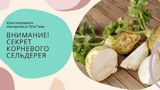 863. Секрет корневого сельдерея. Напоминалочка.