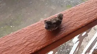 Поймали маленького воробья!!!! Шок!!!