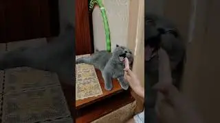 Зефирка кус-кус 