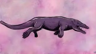 Sperm whale evolution