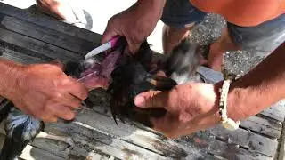Cooking Dead Chicken For Lunch in Panglao Island, Philippines