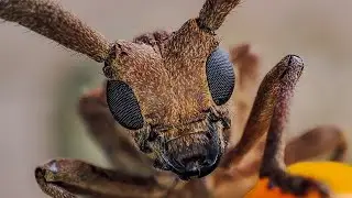 Foto Macro Tanpa Lensa Tambahan #redminote10pro