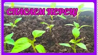РАССАДА ПЕРЦА! ЧТО НЕ ТАК? ПРИМЕНЯЮ СВОЙ ОПЫТ!