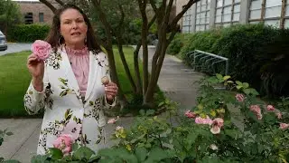 Get It Growing: How to stop thrips from destroying your rose blooms
