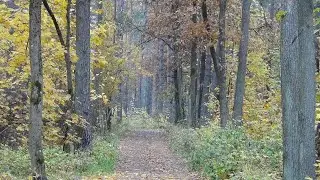 🍁🎶  Александр Ермолов - Была любовь. Alexander Ermolov - There was love.