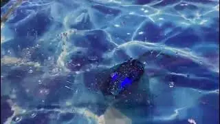скат ныряет под воду