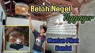 Perkutut Lokal Gacor || Mantan Pikat Handal || Istimewa 🤩🤩