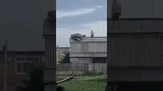 Мужчина потерял отару овец и обнаружил их на крыше сеновала. #рекомендации #вмиреживотных