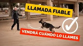 Cómo entrenar a tu PERRO para que ACUDA a tu LLAMADA ✅l TÉCNICA SENCILLA