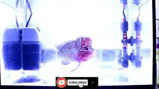 HOW TO FEED FLOWERHORN FISH