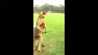 Kangaroo shows his muscles // Кенгуру демонстрирует свои мускулы