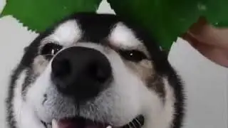 Я ржал до слез🤣 прикольные животные
