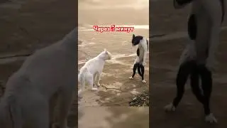 От любви до ненависти один шаг 🤣 #жиза