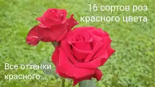 Red Roses in the Garden: 16 Red Rose Varieties for the 2021 Season