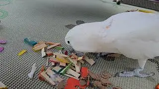 Cockatoo Outdoors Time
