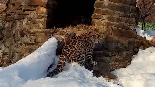Спасённый леопард Leo 260M добыл своего первого оленя