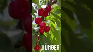 Добриво комплексне плодово-ягідні культури NPKS 12:15:15:15 DUNGER