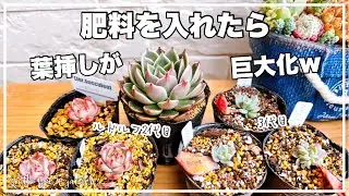 【多肉植物】葉挿しっ子に肥料をあげたらでっかくなっちゃったｗ❣️お知らせがあります❣️【ガーデニング】