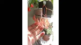 Бегония Тамая/Цветение