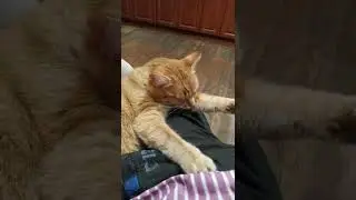 Кот мурчит, кошка спит, я смотрю телевизор
