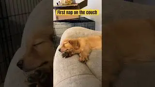 My puppy took his first couch nap