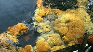 Fish Gets Toxic Shock From Brine Pool | Nautilus Live