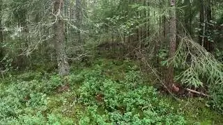 Suomen metsä