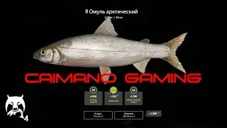 Русская  Рыбалка 4 | РР4 | Тунгуска матчи Где клюет? Ищем точки для фарма