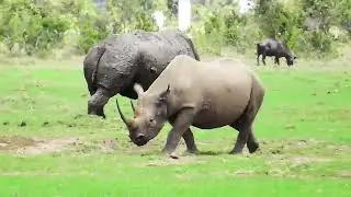 White Rhino & Black rhino stand off