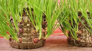 Amazing how to grow green onions in plastic bottles without space to grow them.