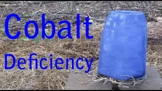 Cobalt Deficiency in Goats