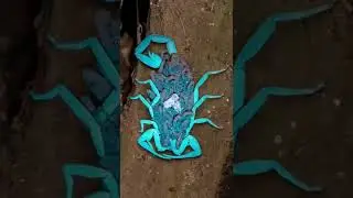 scorpions