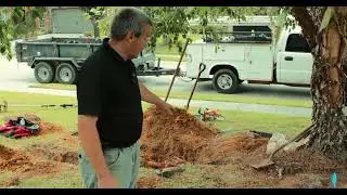 Tree Roots vs Irrigation Lines