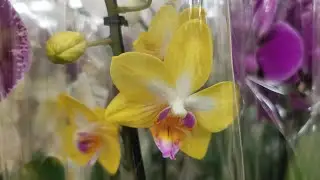 Leroy: AMAZING delivery of ORCHIDS! 05/20/24, Leroy Merlin, Samara, TC 
