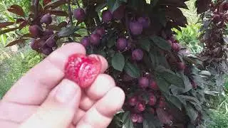 Алыча гибридная сорт Лыхны, красномясая.  Дегустация