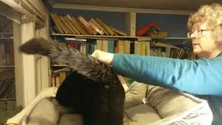 Essie enjoying a brush, for her sponsors Kirsty & Barbara