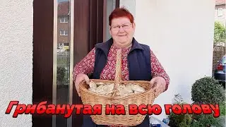 Грибы в мае. Это у меня впервые./91