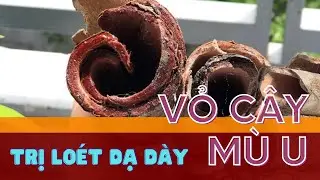 Trị loét dạ dày bằng Vỏ Cây Mù U cực kỳ hiệu quả | HỘI ĐỒNG DƯ vlog