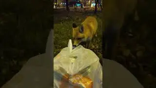 Лиса в 14-м микрорайоне