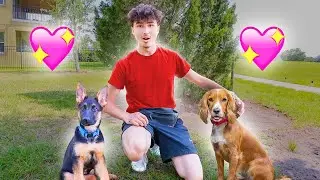 My Dog Found a Girlfriend...