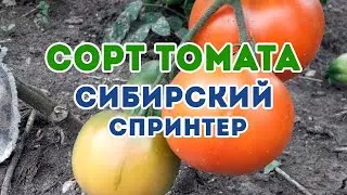 Сорт томата Сибирский Спринтер! Полный обзор томата