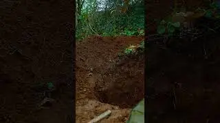 выжить в диком лесу