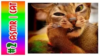 #2  ASMR CAT | АСМР КОТ