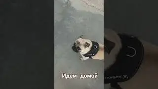 #собака #pug #забавные #животные #милый #собаки