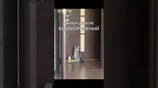 котик