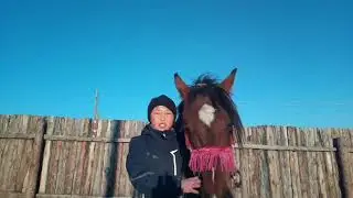 Как отучить лошадь лягатся