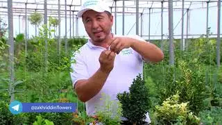 Жонли девор ҳосил қилувчи ўсимликлар ? #1