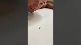 Amazing Click Beetle