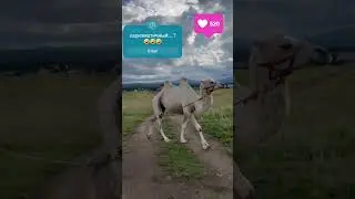 #чина #camel #moregloryplease #юмор