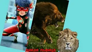 Дикая Львица↪Леди Баг и Супер Кот
